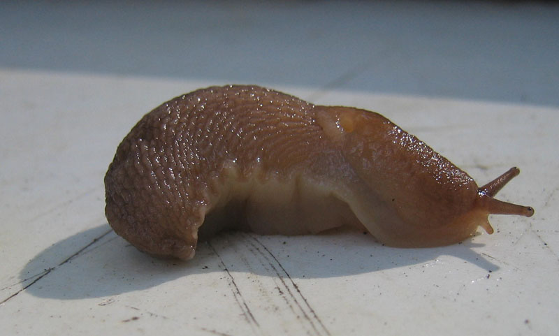 Limax montanus da Sopramonte (TN)